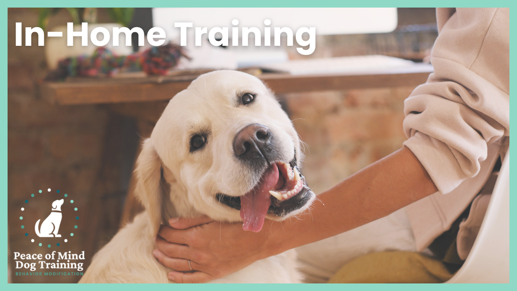 boost local google business profile product image - peace of mind dog training