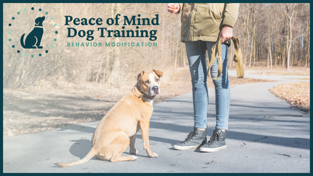 boost local google business profile product image - peace of mind dog training