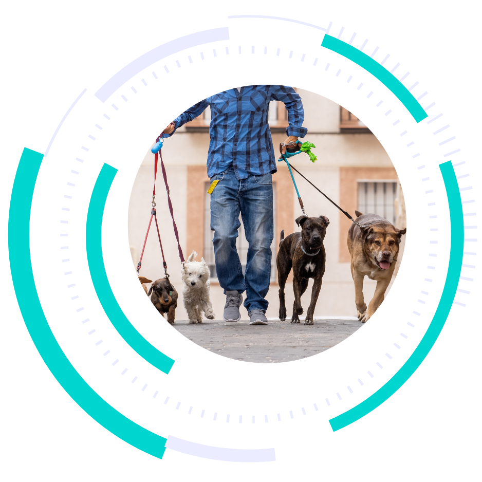 dog walker marketing - marketing services for dog walkers - boost local small business marketing agency