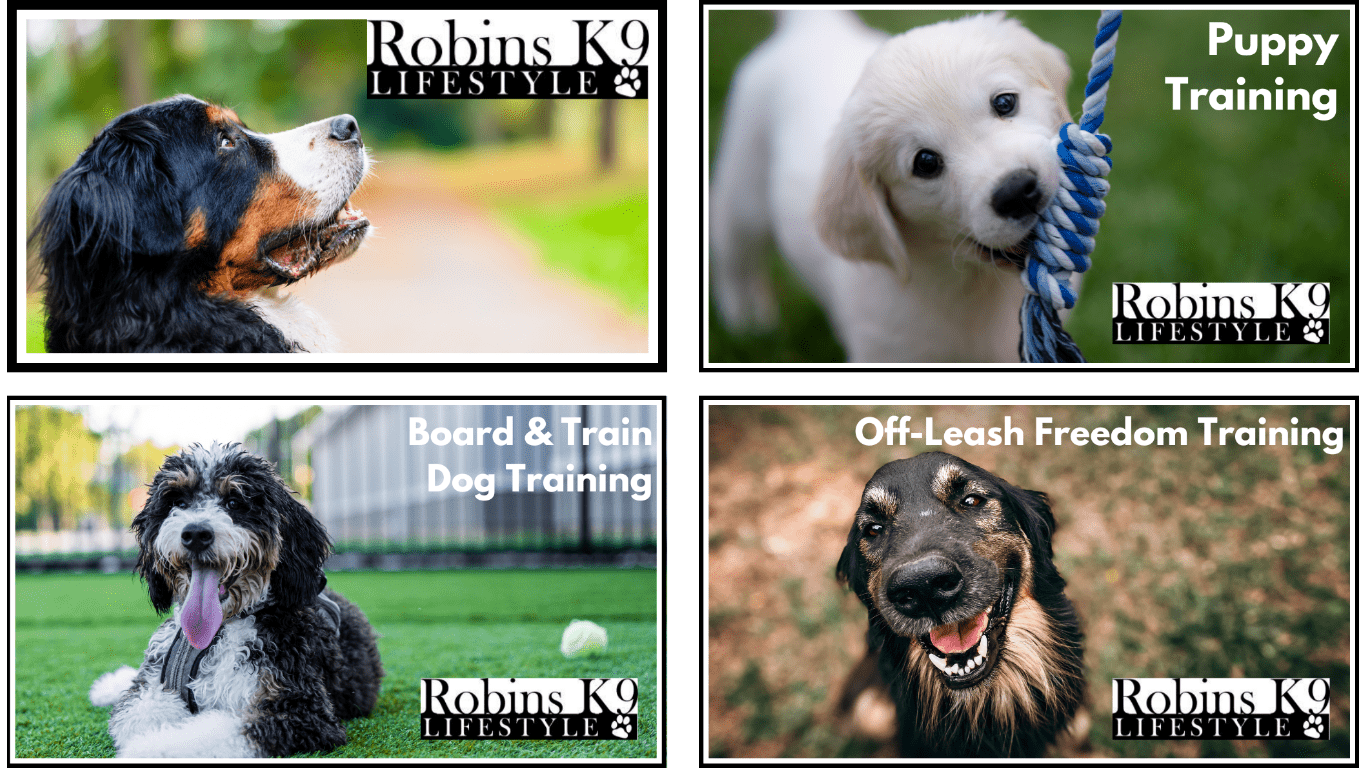 robin's k9 lifestyle - dog trainer marketing - google business profile branding